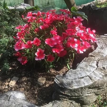 泰博斯杜班旅馆